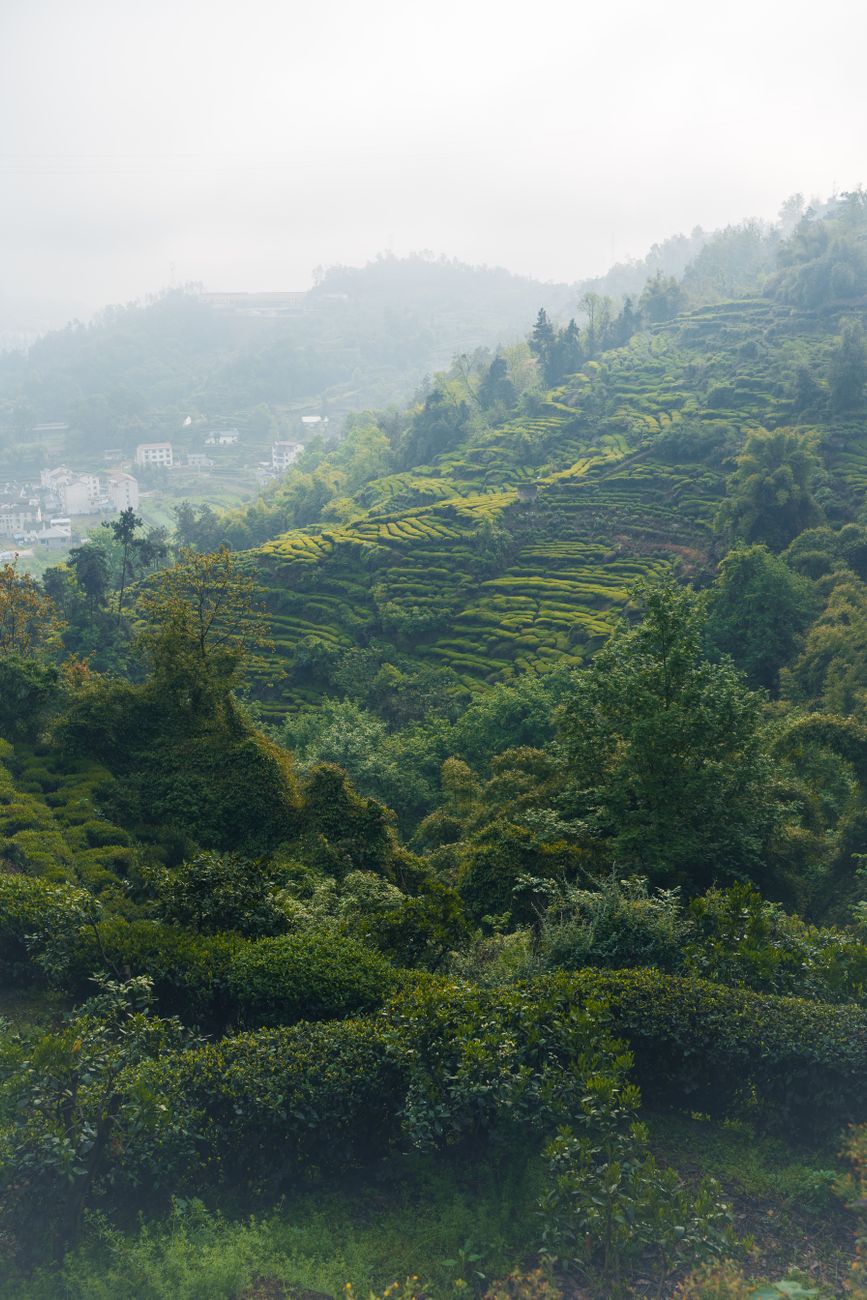 Atmospheric green tea plantation on steep mountain slope